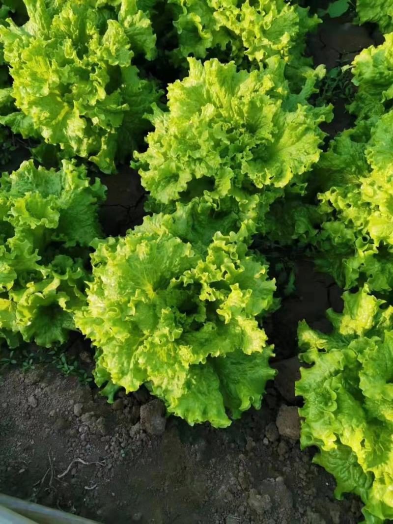 大量供应优质生菜
