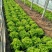 大量供应优质生菜