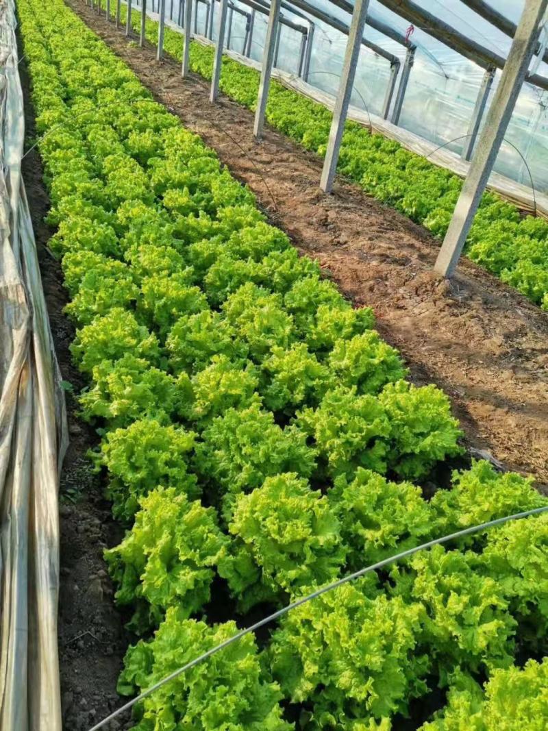大量供应优质生菜