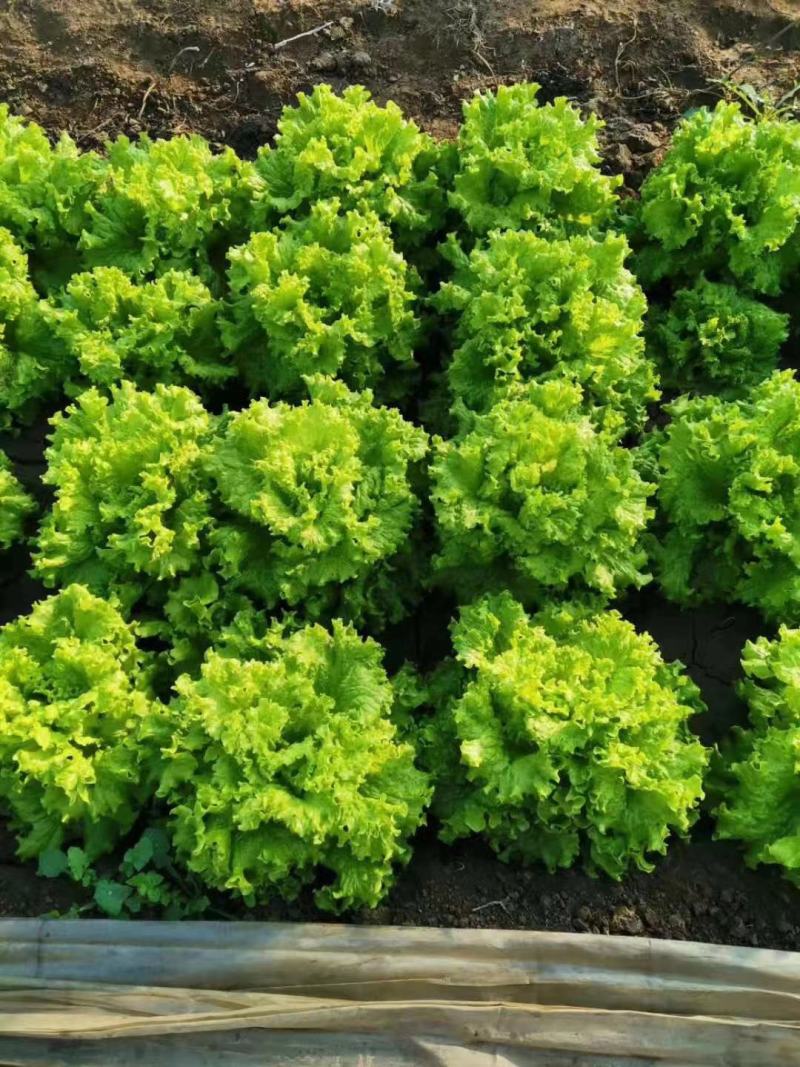 大量供应优质生菜
