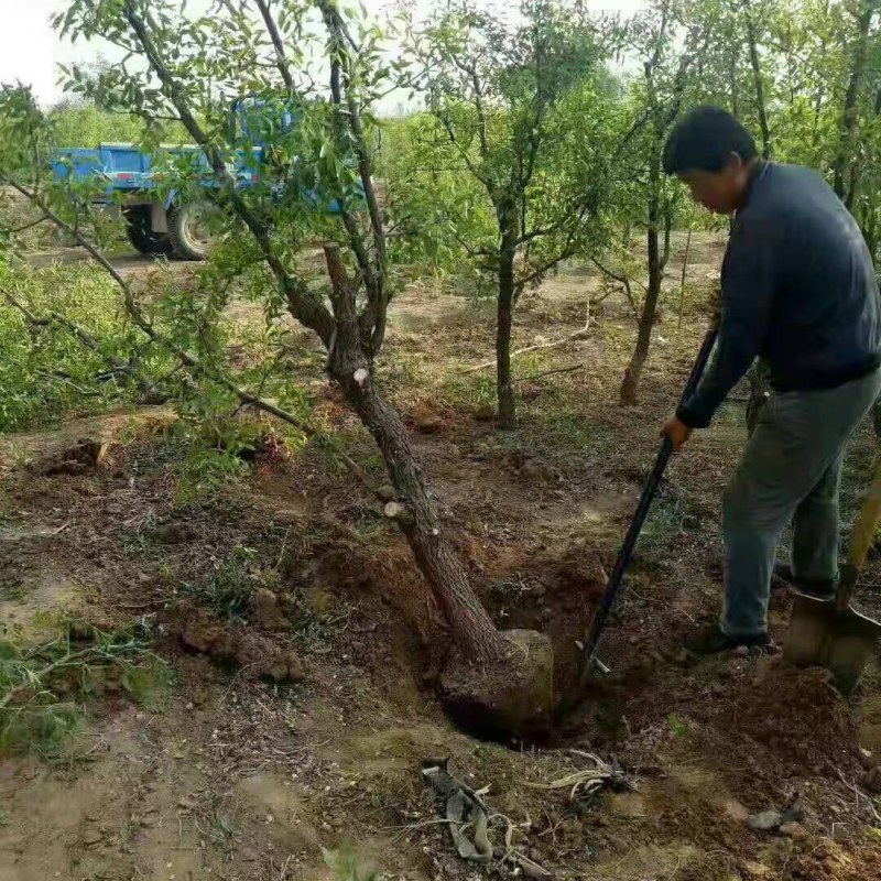 山东小枣苗金丝枣苗基地直供包成活量大可视频看货