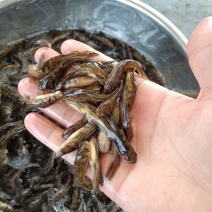 杂交黄骨鱼苗，快大品种，苗场直销，全国发货