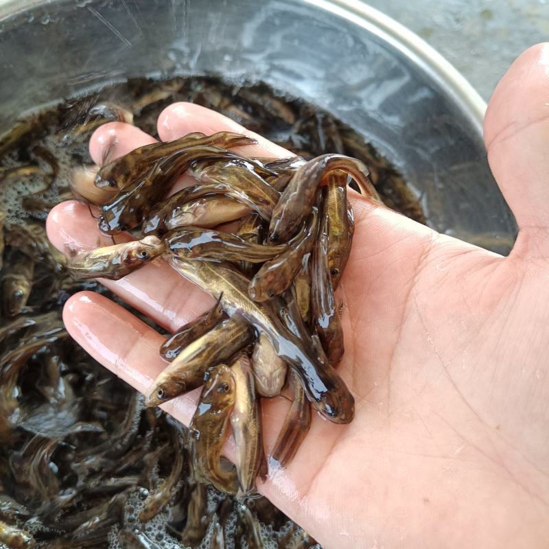 杂交黄骨鱼苗，快大品种，苗场直销，全国发货