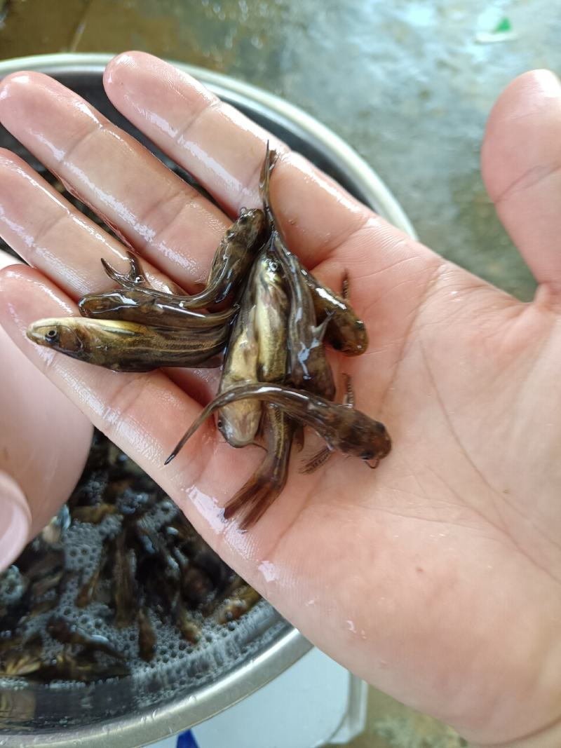 杂交黄骨鱼苗，快大品种，苗场直销，全国发货