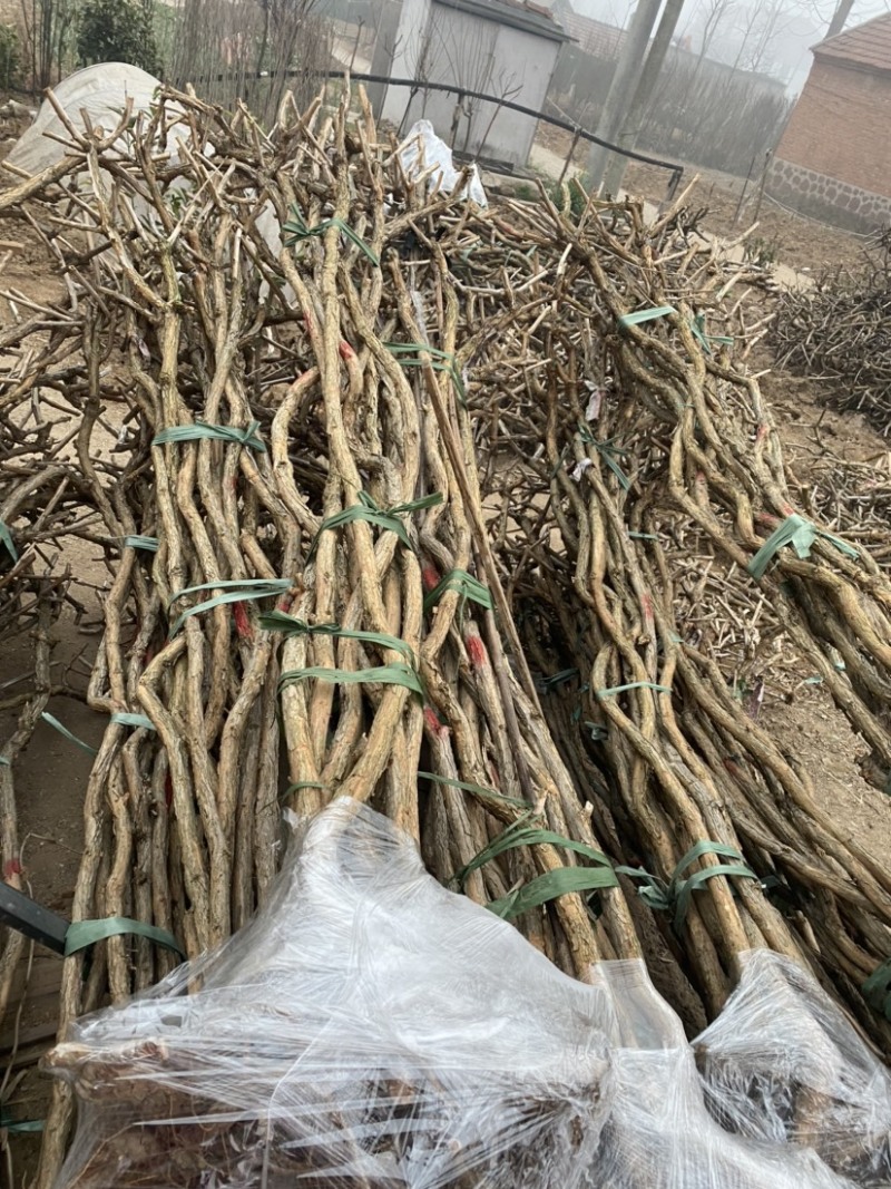 凌霄花苗大花爬藤植物俄罗斯美国凌霄树苗阳台庭院别墅绿化花