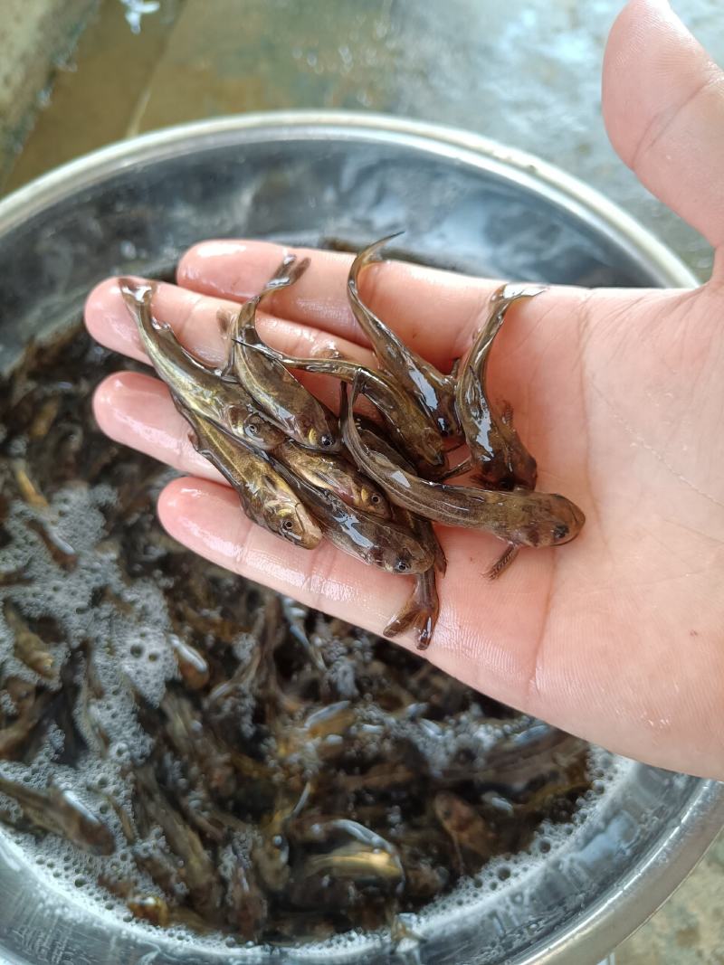 杂交黄骨鱼苗，快大品种，苗场直销，全国发货