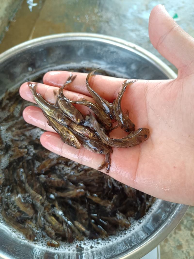 杂交黄骨鱼苗，快大品种，苗场直销，全国发货