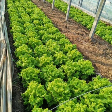 大量供应电商生菜