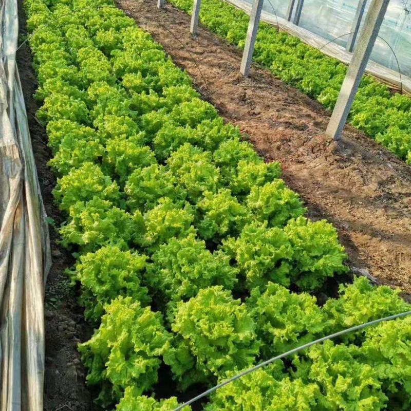 大量供应电商生菜