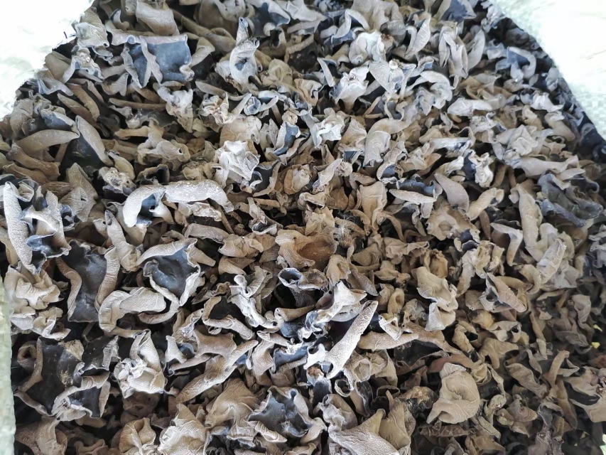 展示优质与劣质秋木耳的对比图,左侧为自然干燥的优质木耳,右侧为疑似掺水或掺杂的木耳 秋木耳实物展示图