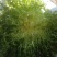 大量供应苦菊