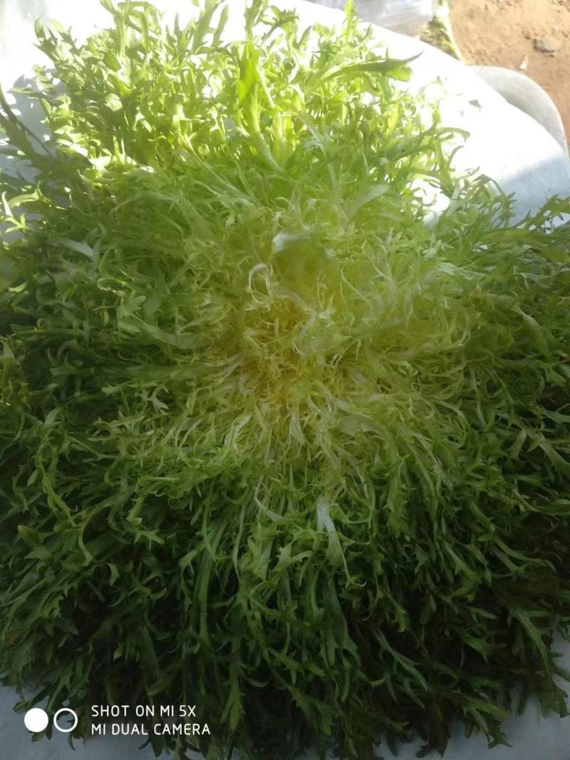 大量供应苦菊