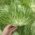 大量供应苦菊