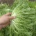 大量供应苦菊