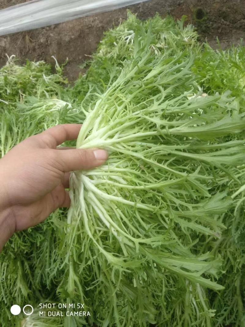 大量供应苦菊