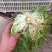 大量供应苦菊