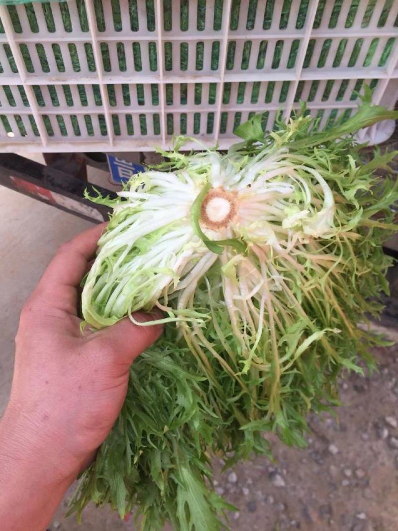大量供应苦菊