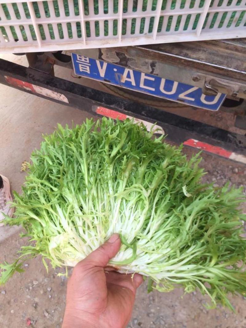 大量供应苦菊