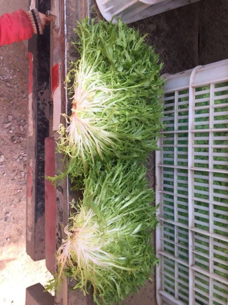 大量供应苦菊