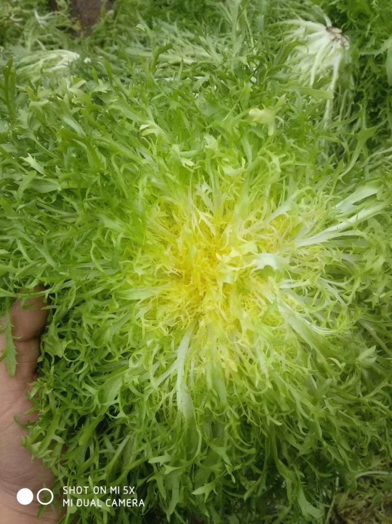 大量供应苦菊