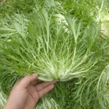 大量供应优质生菜，苦菊，量大质优