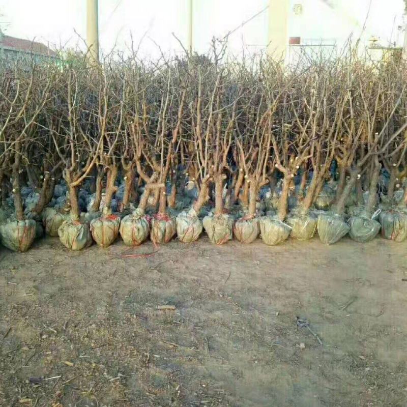 山东枣树苗金丝小枣苗，冬枣苗30亩基地现刨现发货保成活率