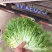大量供应优质生菜，苦菊，量大质优