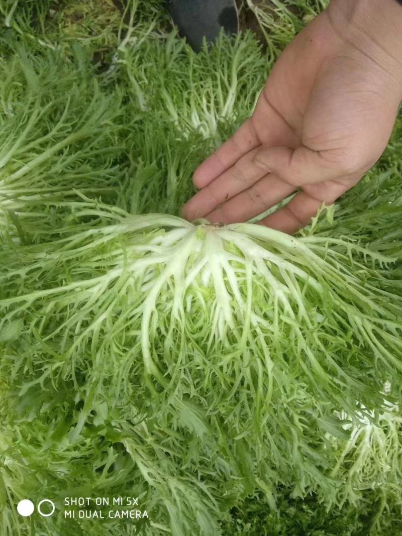 大量供应优质生菜，苦菊，量大质优