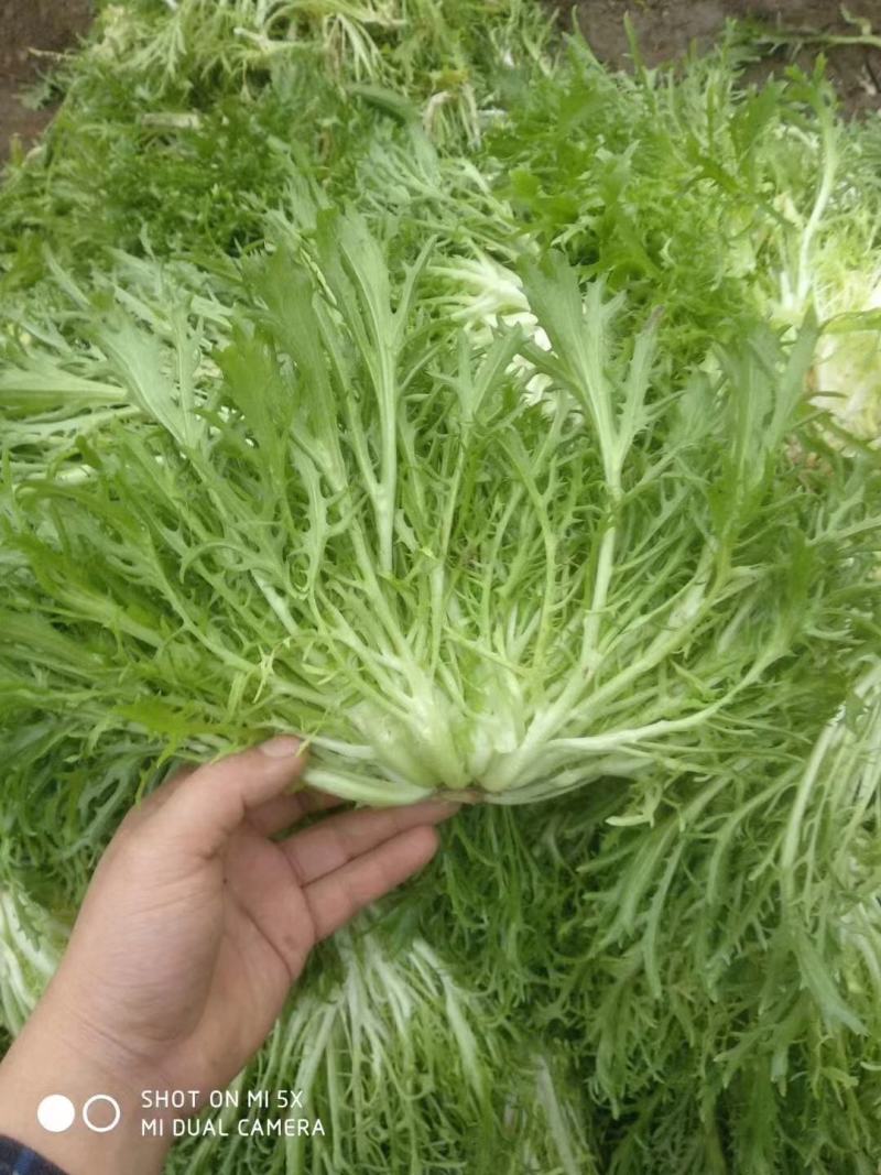 大量供应优质生菜，苦菊，量大质优