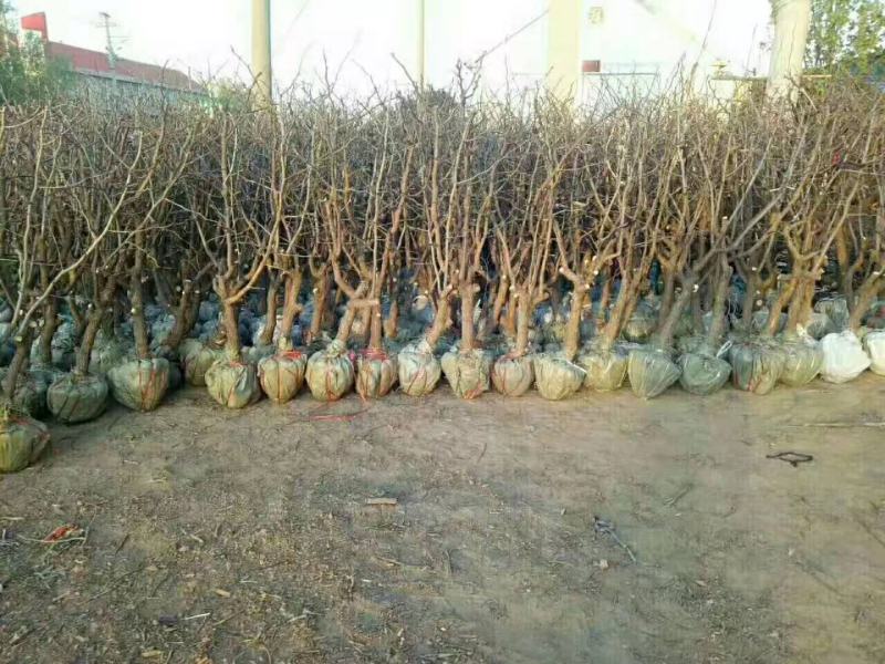 山东枣树苗金丝小枣苗，冬枣苗30亩基地现刨现发货保成活率