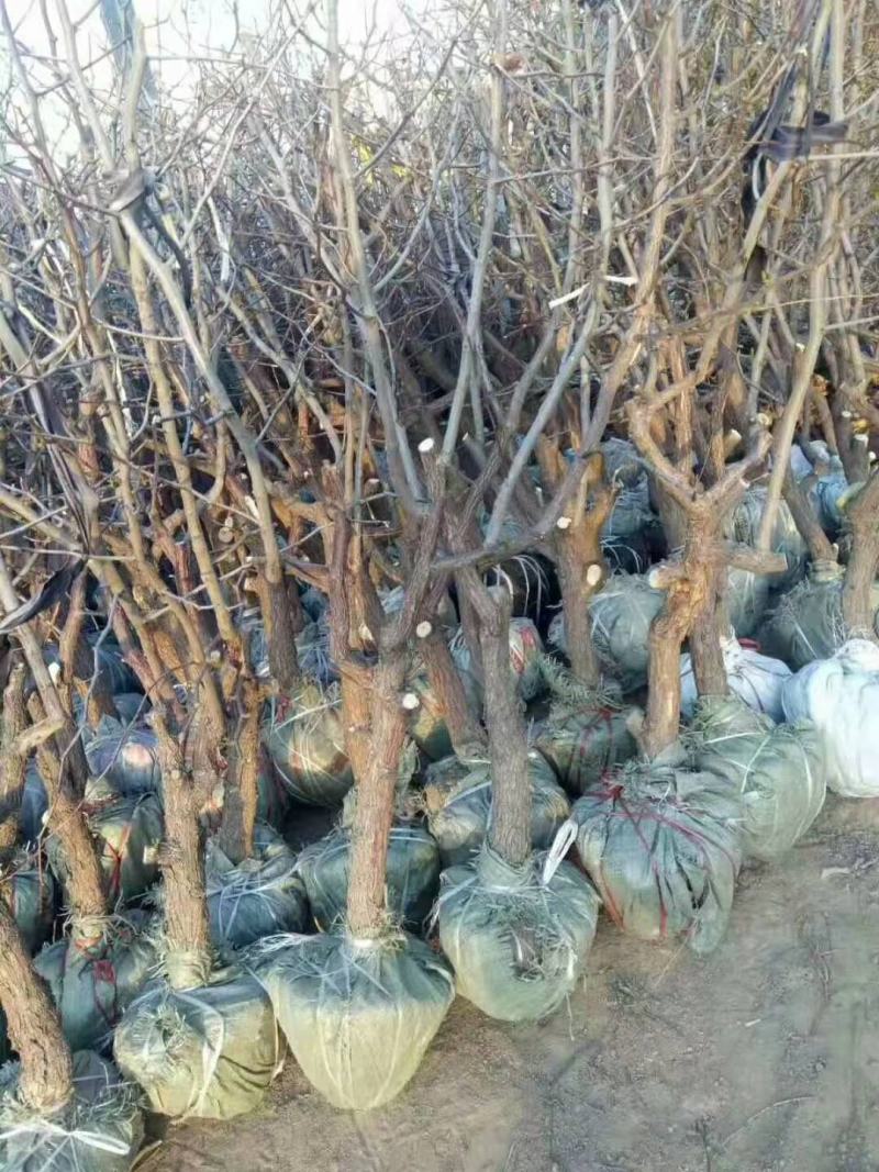 山东枣树苗金丝小枣苗，冬枣苗30亩基地现刨现发货保成活率