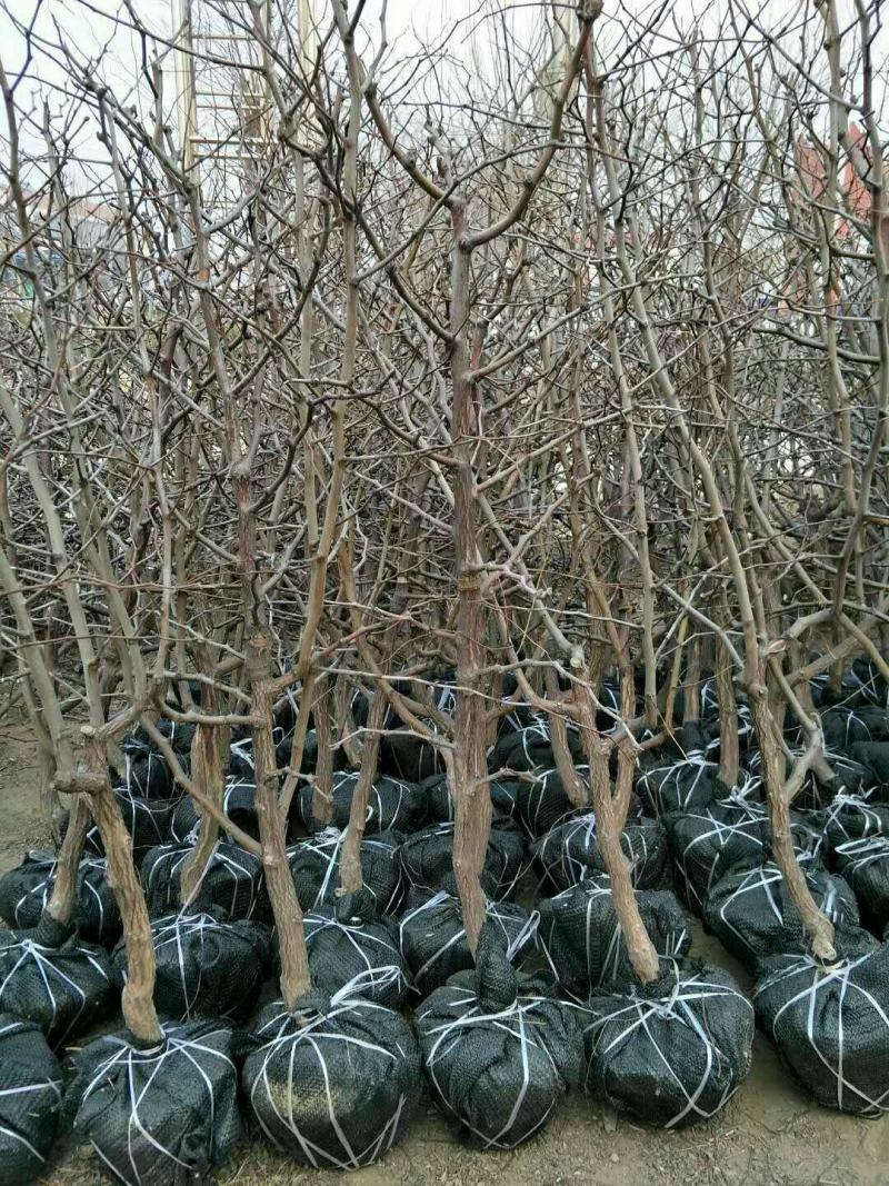山东枣树苗金丝小枣苗，冬枣苗30亩基地现刨现发货保成活率