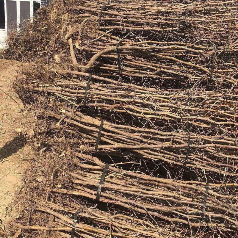 山东枣树苗金丝小枣苗，冬枣苗30亩基地现刨现发货保成活率