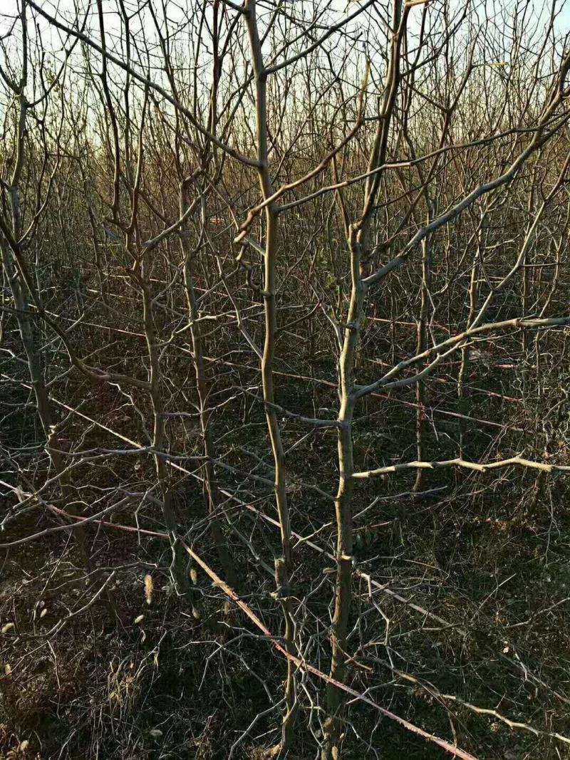 山东枣树苗金丝小枣苗，冬枣苗30亩基地现刨现发货保成活率
