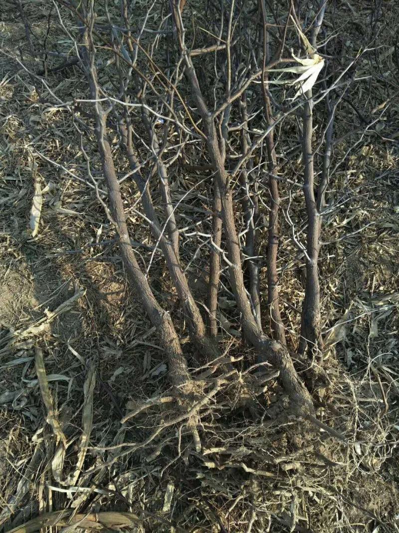 山东枣树苗金丝小枣苗，冬枣苗30亩基地现刨现发货保成活率