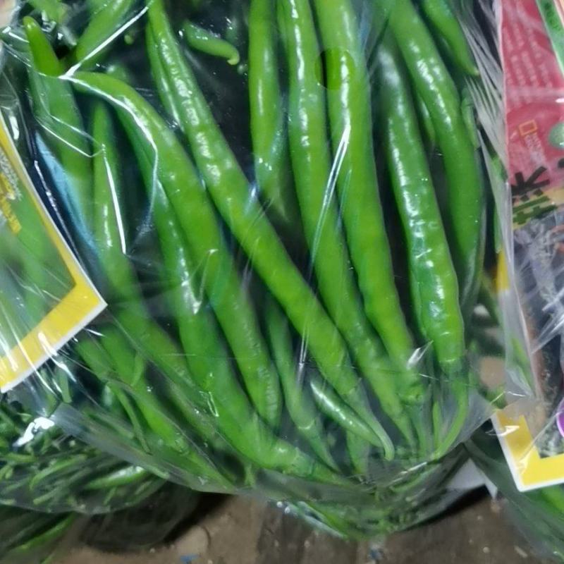 精品！精品！精品基地大棚线椒，供应各大超市，电商