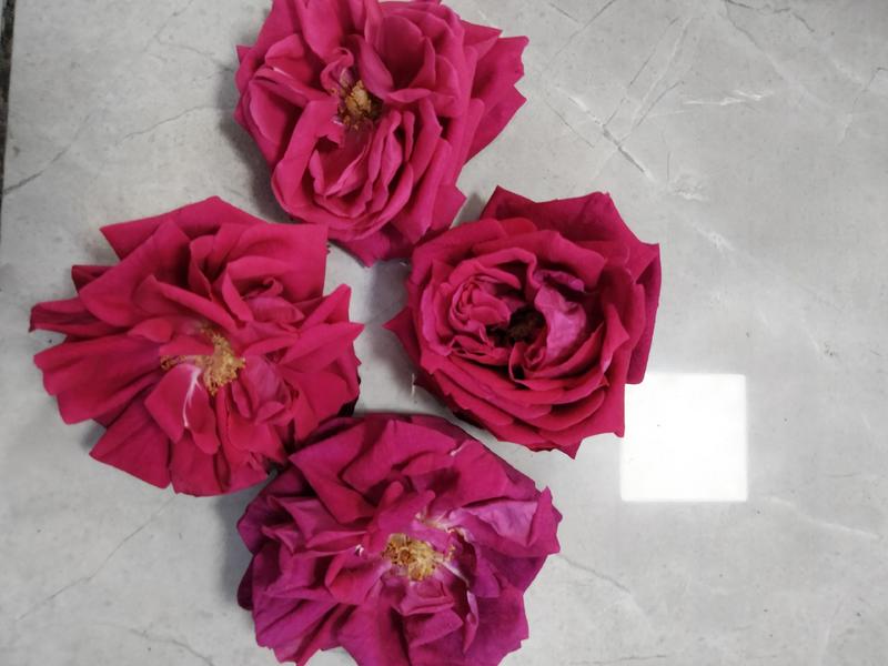 玫瑰花朵(有金边玫瑰，墨红玫瑰，紫枝玫瑰，滇红玫瑰花)