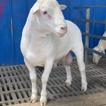 澳洲白母羊头胎怀孕二胎母羊