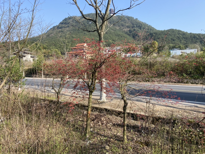 美国红枫七公分在城市景观中的应用