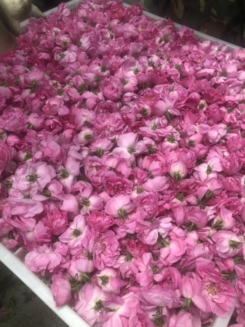 大马士革玫瑰干花可食用或制成食品面膜。来电咨询
