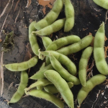 芜湖毛豆，沈鲜毛豆，大棚种植，现采现摘，