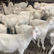美国白山羊怀孕母羊种母羊视频挑选，全国发货