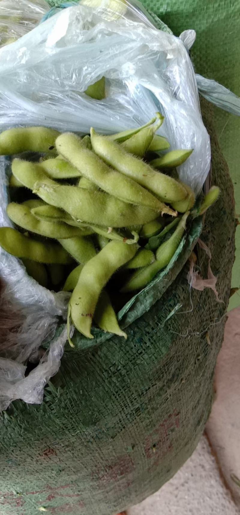 芜湖毛豆，沈鲜毛豆，大棚种植，现采现摘，