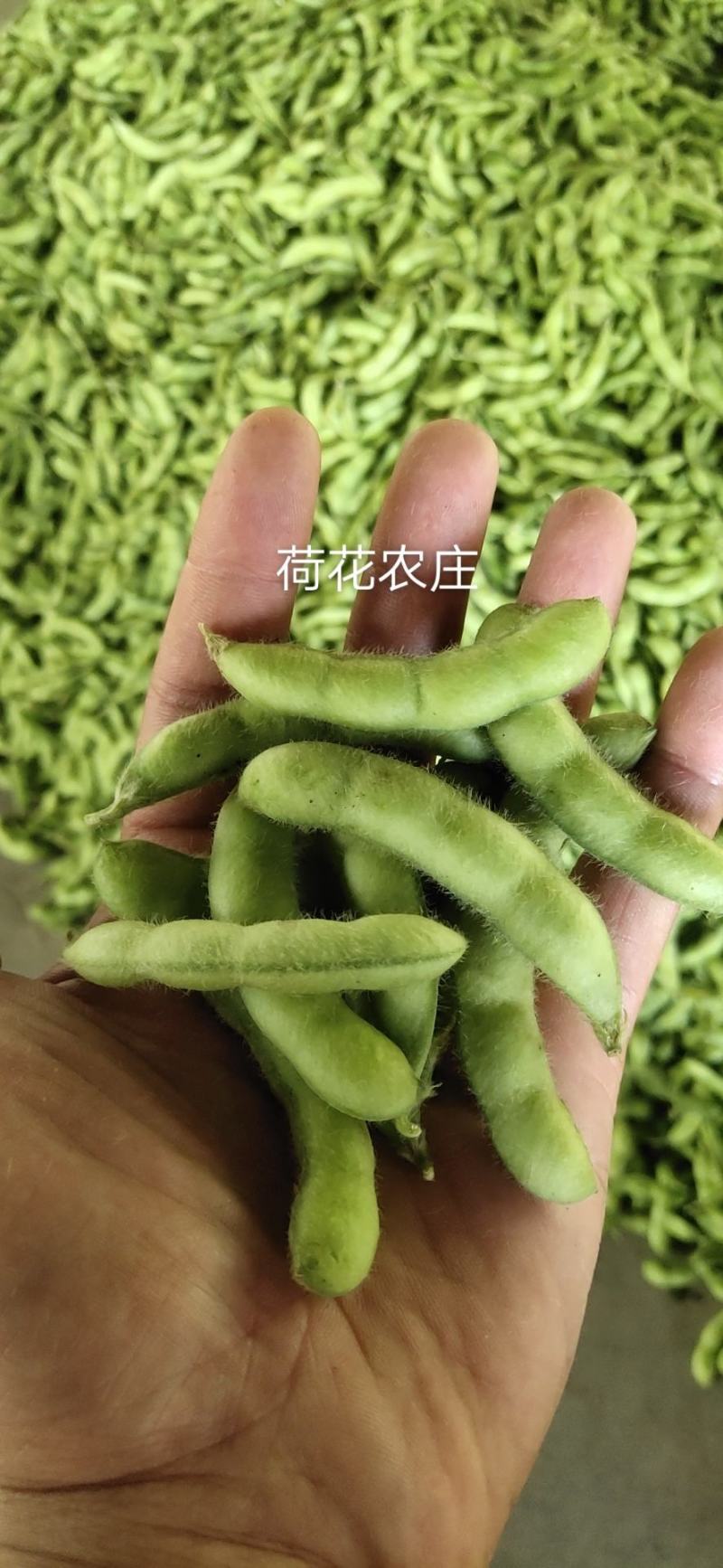 芜湖毛豆，沈鲜毛豆，大棚种植，现采现摘，