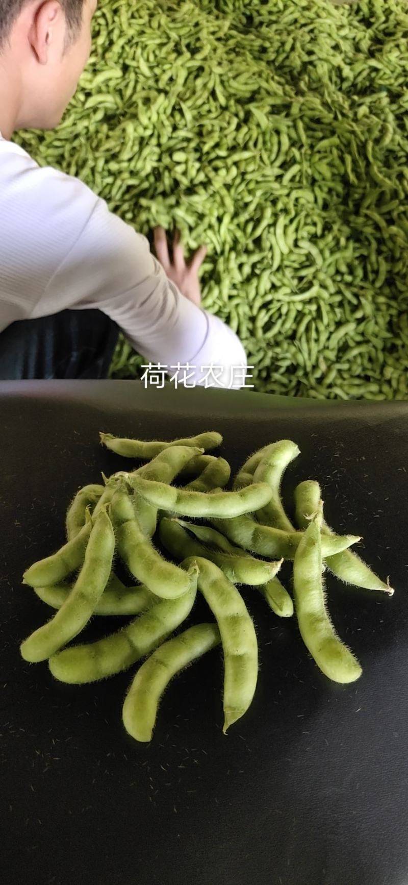 芜湖毛豆，沈鲜毛豆，大棚种植，现采现摘，