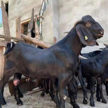 努比亚黑山羊头胎母羊基础母羊小羊崽种公羊