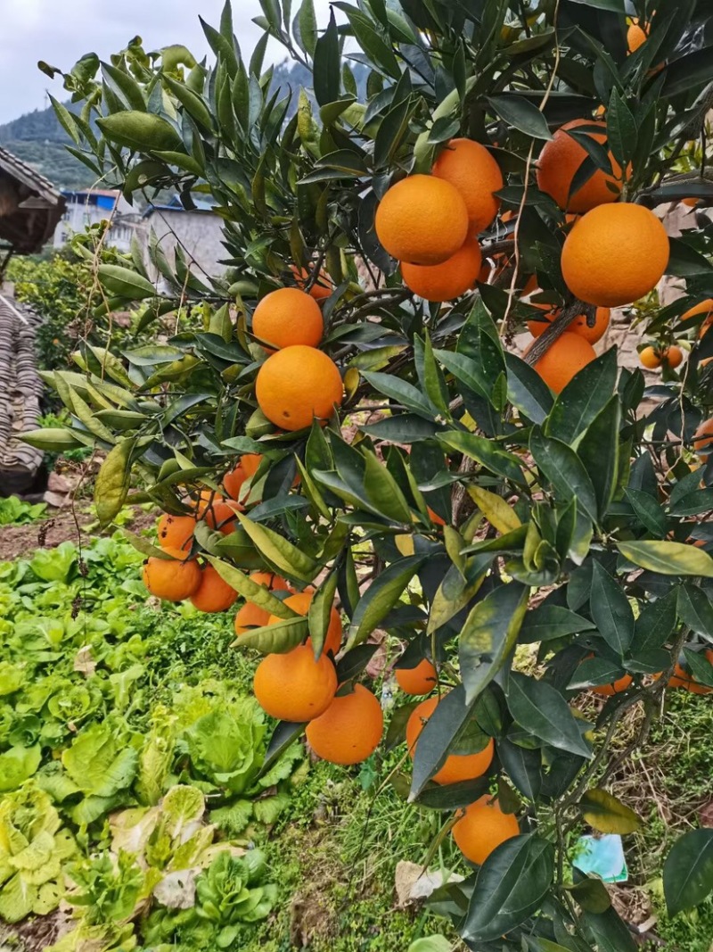 【精品】湖北秭归伦晚脐橙皮薄肉嫩纯甜化渣对接果农诚信合作