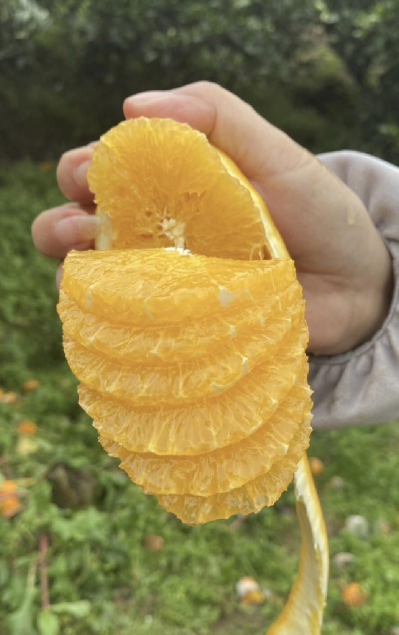 【精品】湖北秭归伦晚脐橙皮薄肉嫩纯甜化渣对接果农诚信合作