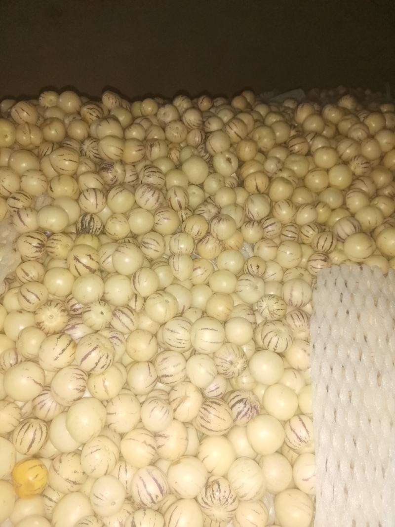 人生果，反季人生果瓜果类，甜味超好，可以到7月份