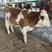 西门塔尔牛犊母牛种公牛货到付款基地直销包成活率